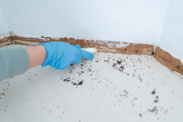 Best Ant Control  in Dover Base Housing, DE